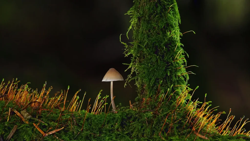 Mushroom and moss on wood - close-up